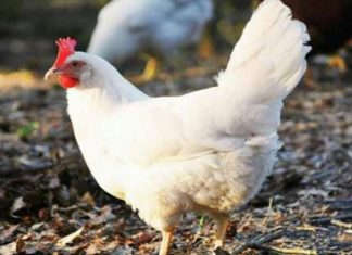 Kırmızı ibikli küçük tavuk masalı, Aktivistlerin diline düşerse..