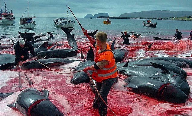 Hayvan haklarının sözde en büyük savunucusu; Avrupa