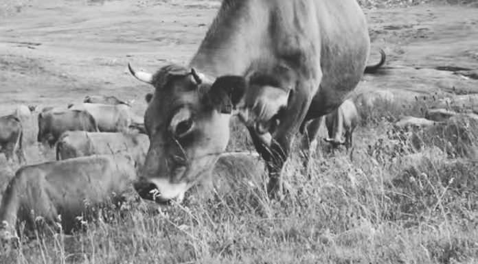 İnek kaçıyordu. Dağ yanıyordu. Komşular alışverişte görsündü..
