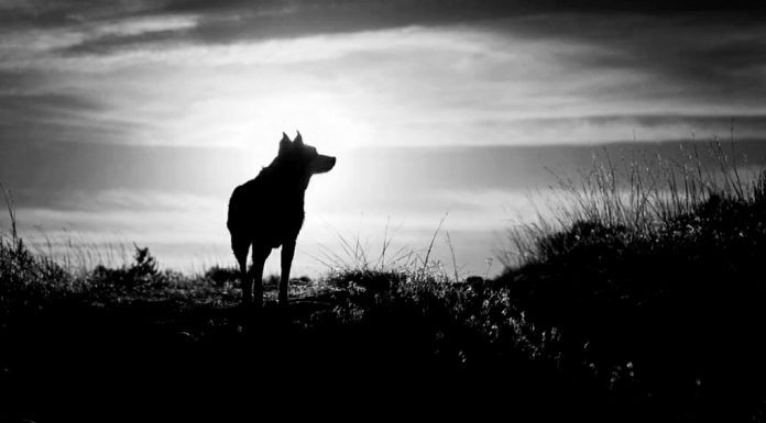 Uluyan köpeklerim / Osman Erim