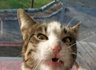 Aradığım kedi buydu kesinlikle. Ama gel gör ki..