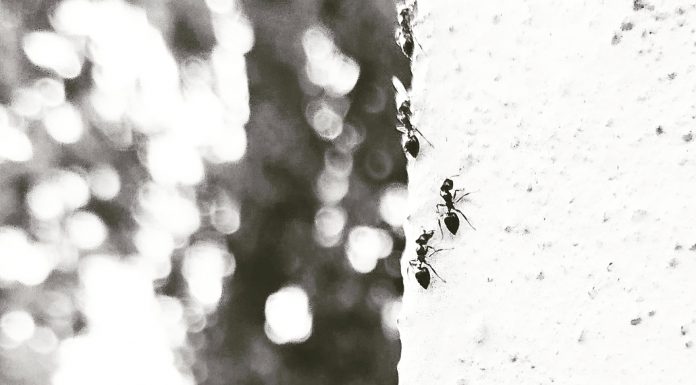 Yaşam ve ölüme yeni tarifler..