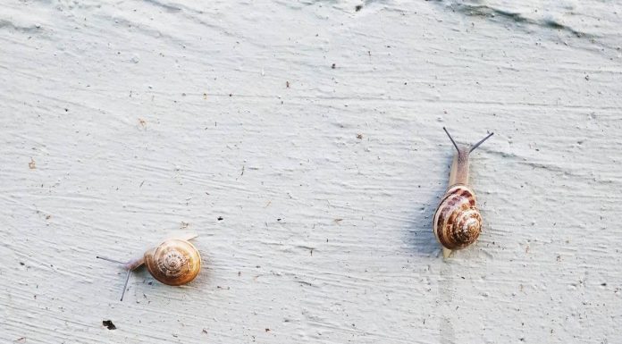 İçindeki sistemin adına vicdan deniyor