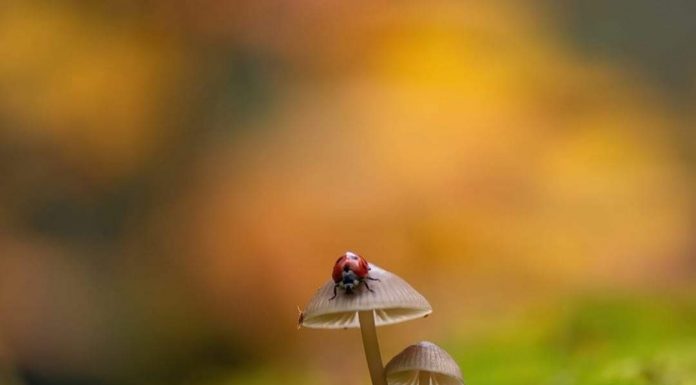 Neden uğur böceği?