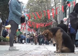 Bu köpek neye bakıyor hikâyesi..