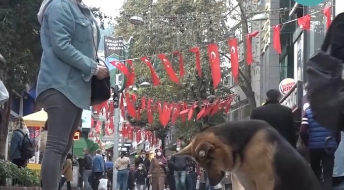 Bu köpek neye bakıyor hikâyesi..