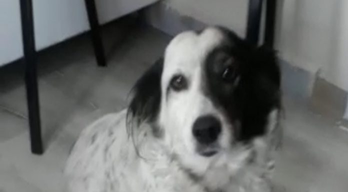 Tesla’yı beklerken Havhav Tv izliyorum..