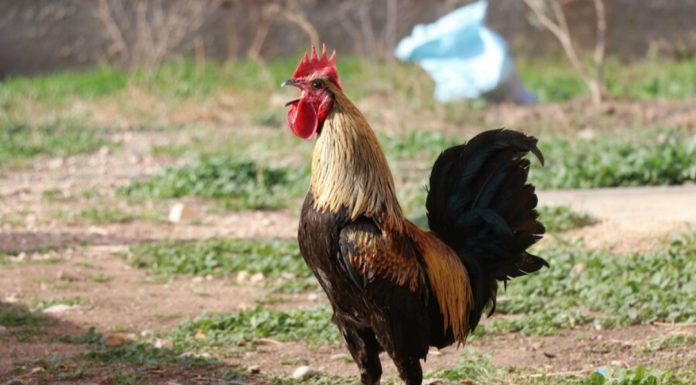 İşinin profesyoneli Bahtiyar horoz kardeşim