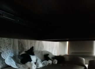 Uykunun kral’ı onlarda..